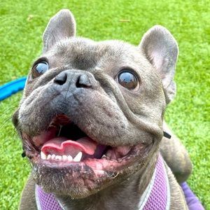 Meet your Posher, Dante